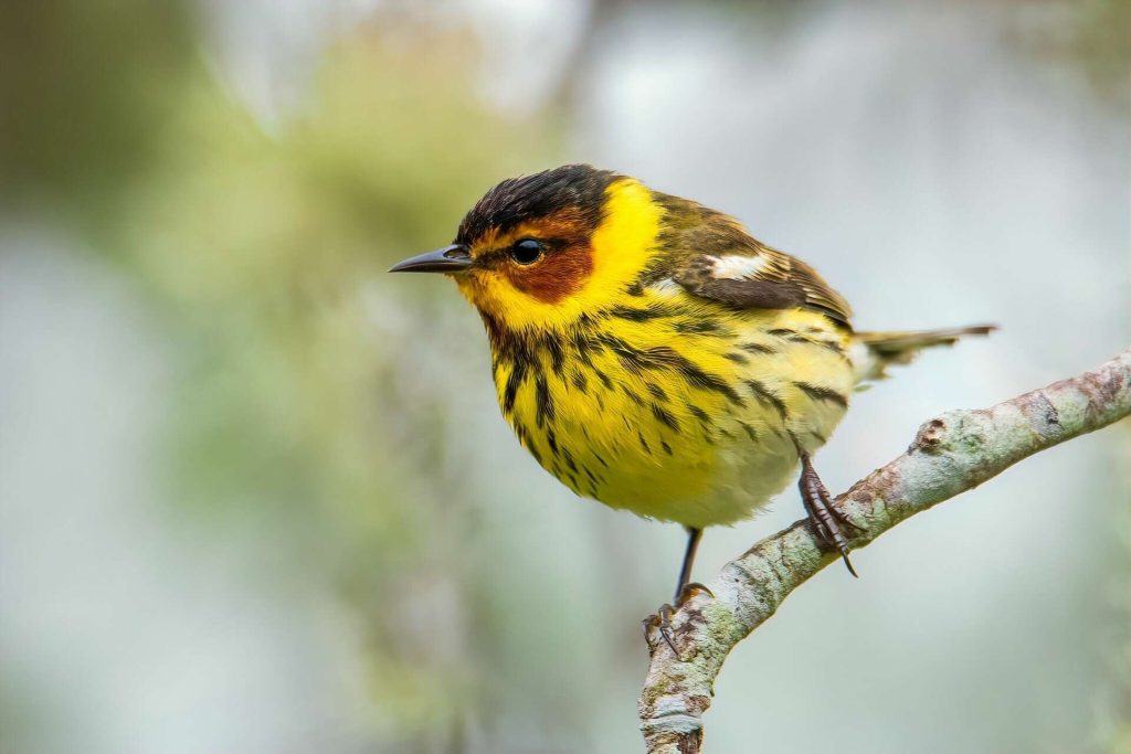 Discover the Avian Wonders of Galveston: A Birdwatcher’s Paradise