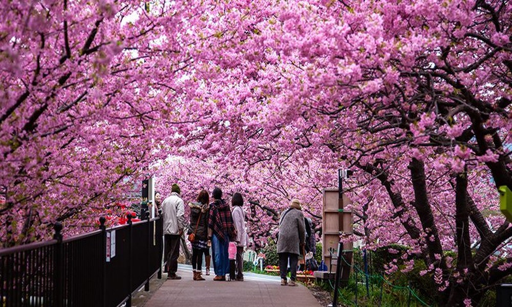 Cherry Blossoms & Cultural Wonders: The Ultimate Group Journey Across Japan